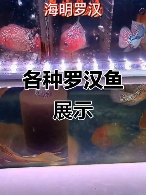 羅漢魚常見品種圖鑒