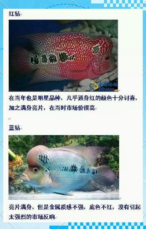羅漢魚常見品種圖鑒