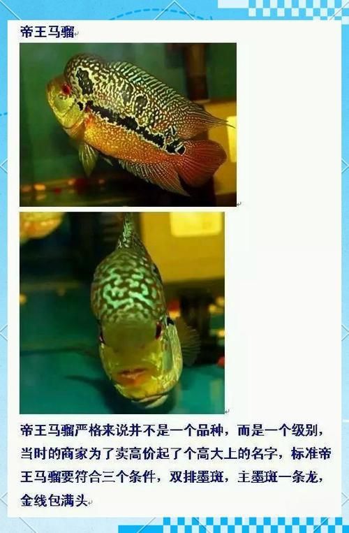 羅漢魚常見品種圖鑒