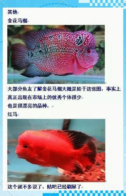 羅漢魚常見品種圖鑒