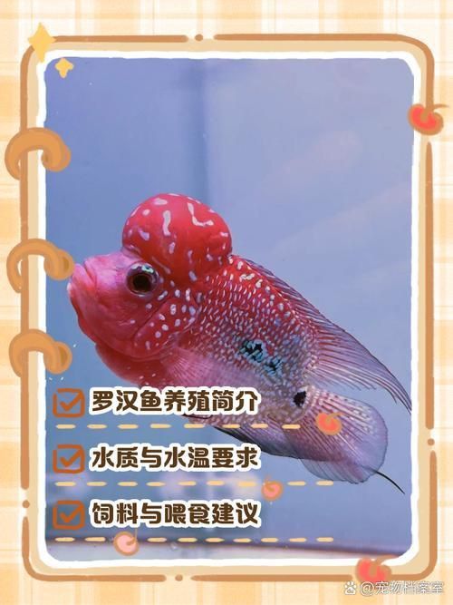 羅漢魚常見品種圖鑒