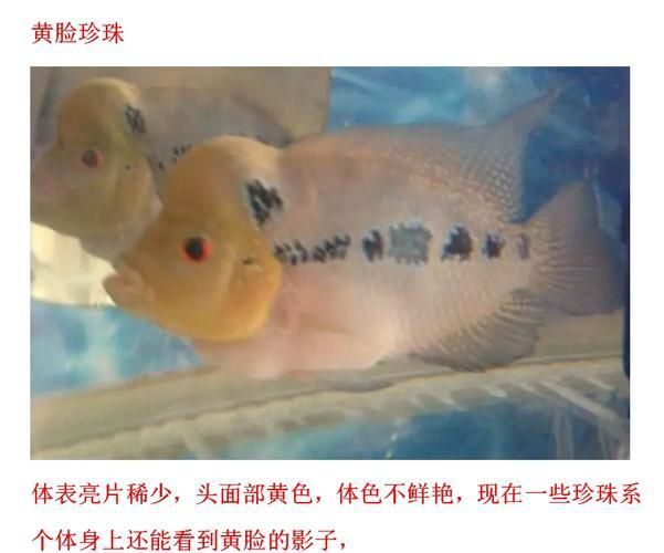 羅漢魚常見品種圖鑒