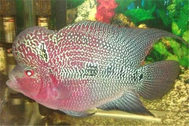 羅漢魚常見品種圖鑒