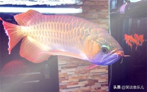 龍魚有什么作用：龍魚的功效與作用 龍魚有什么作用：龍魚的功效與作用 龍魚百科 第4張