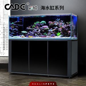 龍魚怎么配對最好：龍魚的配對方式有哪些