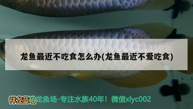 龍魚被咬了怎么處理：龍魚不吃食怎么辦