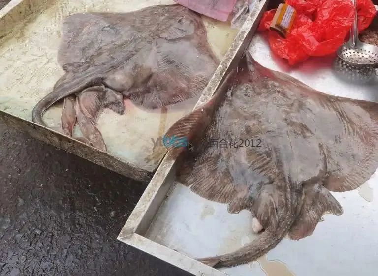 老板魚是魔鬼魚嗎 老板魚是魔鬼魚嗎 龍魚百科 第2張