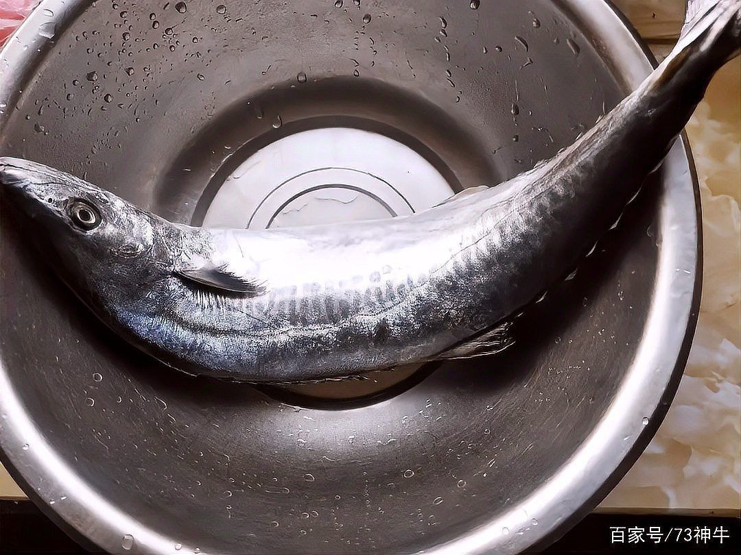老板魚是魔鬼魚嗎 老板魚是魔鬼魚嗎 龍魚百科 第5張