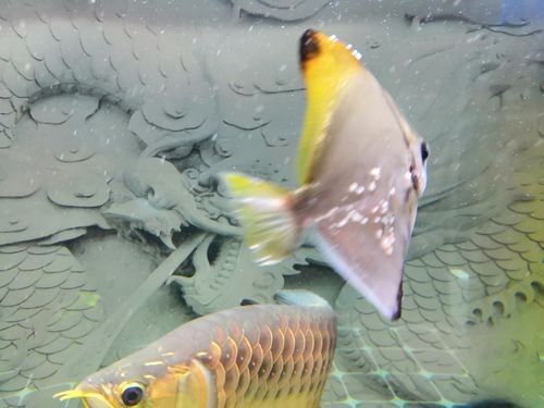 黃鰭鯧可以和龍魚混養嗎圖片大全