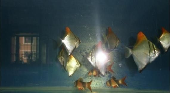 黃鰭鯧可以和龍魚混養嗎圖片大全