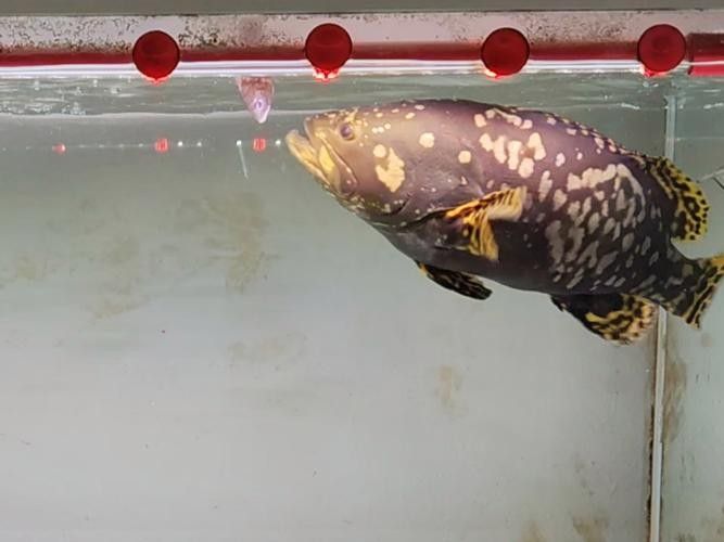 黃鰭鯧可以和龍魚混養嗎圖片大全
