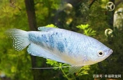 龍魚一直浮在上面是為什么（為什么龍魚一直浮在上面是為什么）