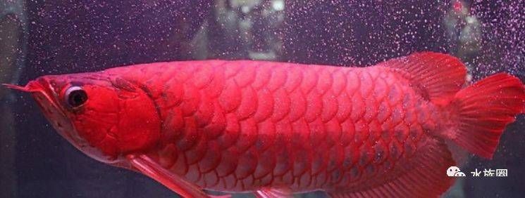 龍魚的價格是多少:龍魚市場價格波動原因 龍魚百科 第4張 龍魚的價格是多少:龍魚市場價格波動原因 龍魚的價格是多少:龍魚市場價格波動原因 龍魚百科 第4張