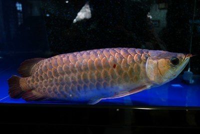 金龍魚吃黃鱔嗎：金龍魚可以吃黃鱔嗎黃鱔和什么一起吃黃鱔有禁忌