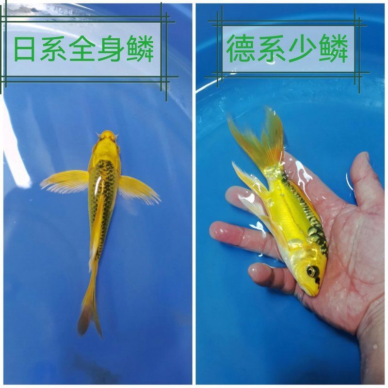金貓錦鯉屬于什么檔次 金貓錦鯉屬于什么檔次 龍魚百科 第9張