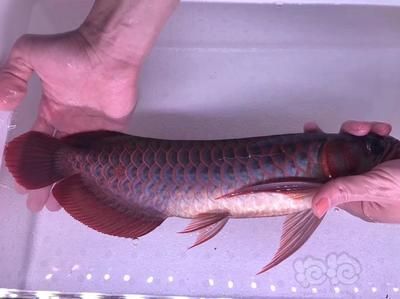 龍魚一般多少錢一條魚：龍魚的價格因品種、品相、年齡等因素不同而有很大差異