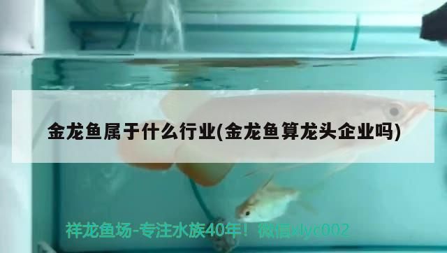 金龍魚屬于什么行業(金龍魚算龍頭企業嗎)