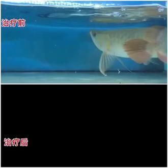 龍魚飼料什么牌子好用又便宜：如何辨別龍魚飼料質(zhì)量 龍魚飼料什么牌子好用又便宜：如何辨別龍魚飼料質(zhì)量 龍魚百科 第3張