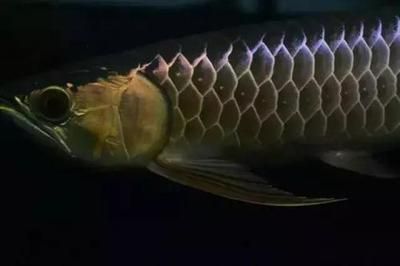 龍魚飼料什么牌子好用又便宜：如何辨別龍魚飼料質(zhì)量 龍魚飼料什么牌子好用又便宜：如何辨別龍魚飼料質(zhì)量 龍魚百科 第1張