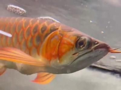 龍魚飼料什么牌子好用又便宜：如何辨別龍魚飼料質(zhì)量 龍魚飼料什么牌子好用又便宜：如何辨別龍魚飼料質(zhì)量 龍魚百科 第4張
