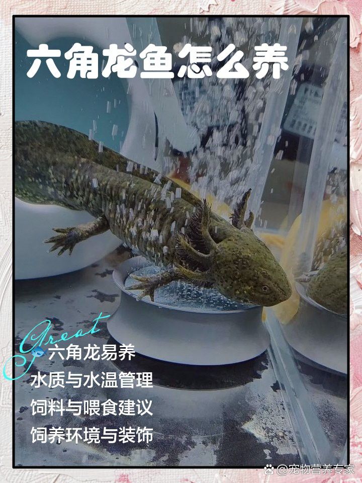 六角龍魚咬傷后需要多久換一次水？ 六角龍魚咬傷后需要多久換一次水？ 龍魚百科 第2張