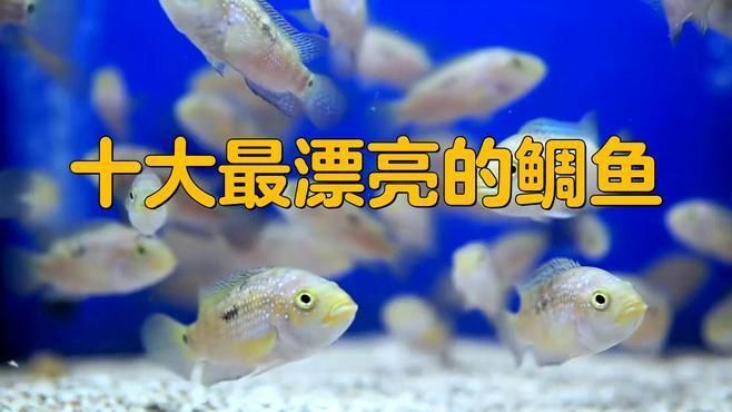 美鯛魚漂亮排行