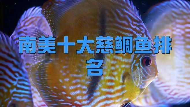 美鯛魚漂亮排行