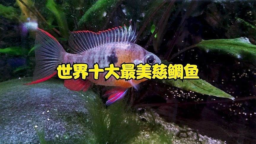 美鯛魚漂亮排行