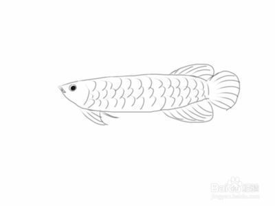 金龍魚怎樣畫簡筆畫，兒童繪畫金龍魚簡筆畫創意變化創意變化創意變化 金龍魚怎樣畫簡筆畫，兒童繪畫金龍魚簡筆畫創意變化創意變化創意變化 龍魚百科 第4張