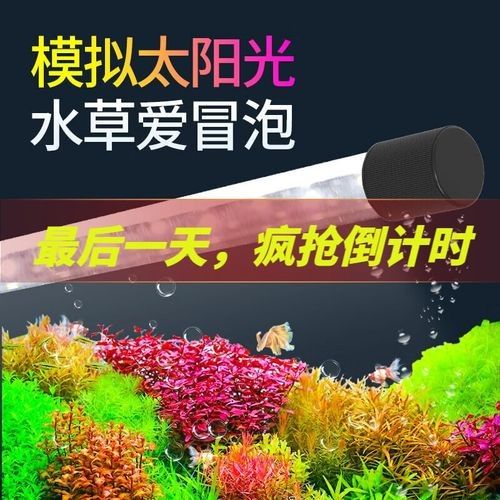 龍魚用潛水燈好還是頂燈好 龍魚用潛水燈好還是頂燈好 龍魚百科 第6張
