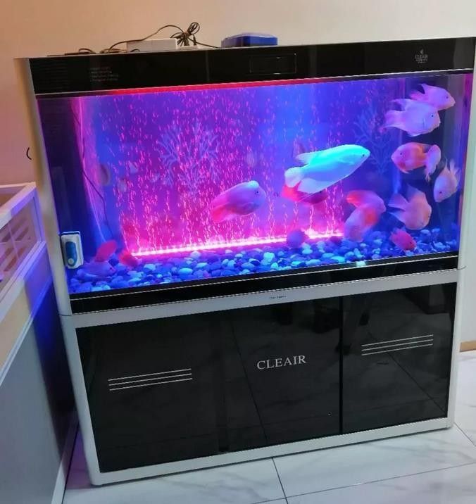 龍魚用潛水燈好還是頂燈好 龍魚用潛水燈好還是頂燈好 龍魚百科 第9張