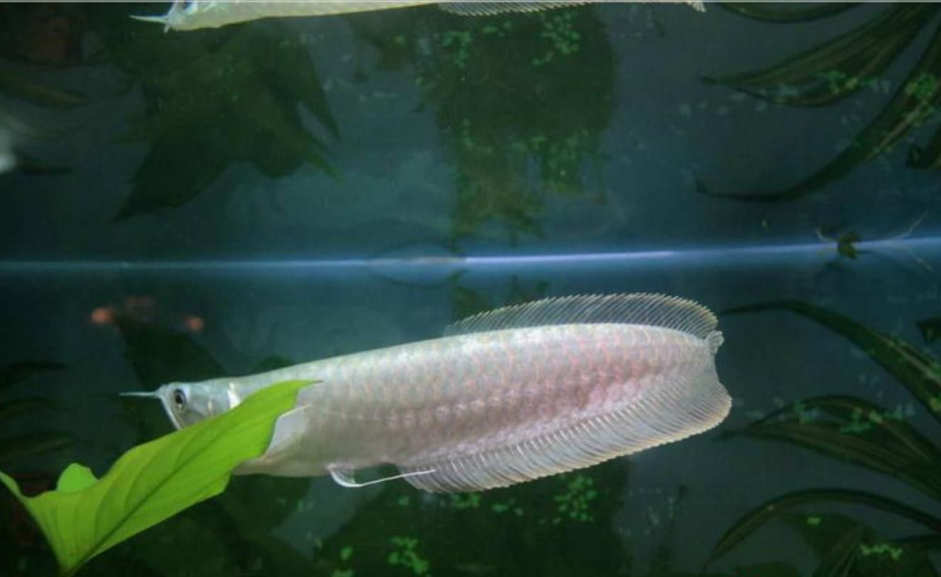 世界上最貴的龍魚排名榜前十名品種：世界上最貴的魚是什么魚？ 世界上最貴的龍魚排名榜前十名品種：世界上最貴的魚是什么魚？ 龍魚百科 第2張