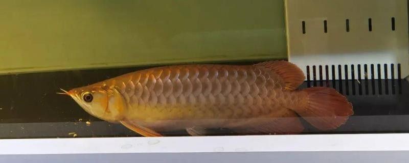 龍魚有點燒尾怎么辦：如何判斷龍魚水質老化，龍魚適宜的水溫范圍