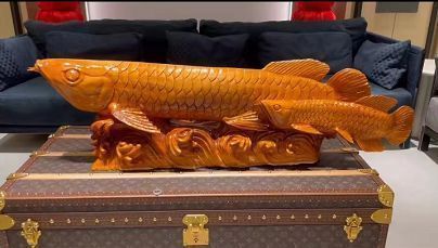 金龍魚的擺放方法及禁忌（如何根據(jù)八字調整金龍魚擺放）