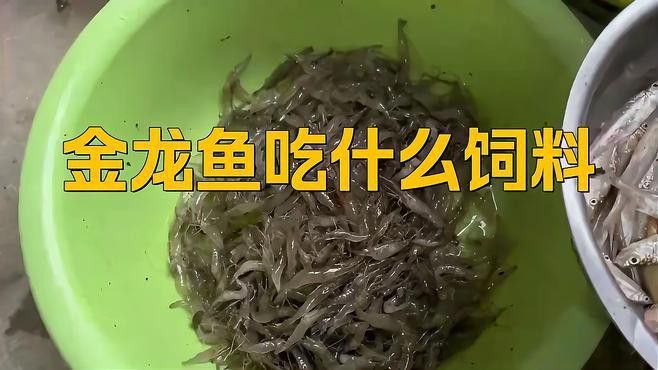 金頭過背金龍魚的食物有哪些？ 金頭過背金龍魚的食物有哪些？ 龍魚百科 第5張