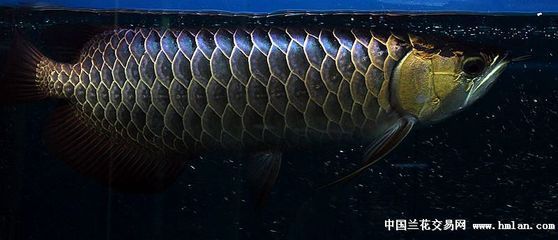 金龍魚小苗多少錢一條啊：金龍魚幼苗價格是不定的需要具體詢問賣家其中有一條信息