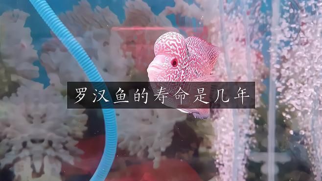 哪種羅漢魚壽命最長