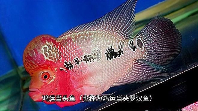 哪種羅漢魚壽命最長