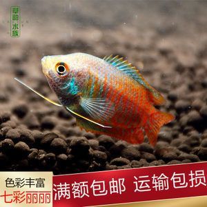 初養龍魚應該注意哪些事項和細節（養龍魚應該注意些什么？） 初養龍魚應該注意哪些事項和細節（養龍魚應該注意些什么？） 龍魚百科 第3張
