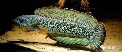 雷龍魚的大?。ɡ堲~的大小因品種有哪些）