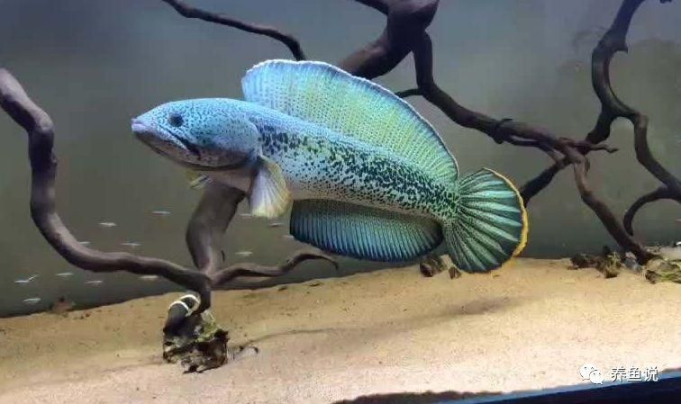 雷龍魚的大?。ɡ堲~的大小因品種有哪些）