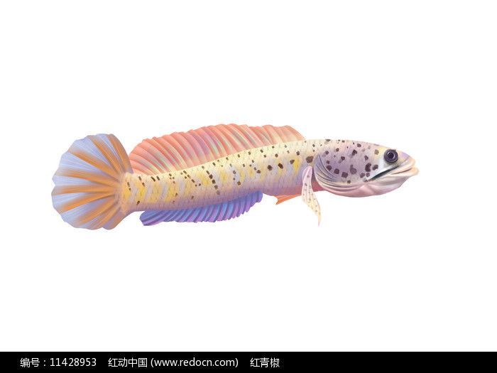 雷龍魚的大?。ɡ堲~的大小因品種有哪些）