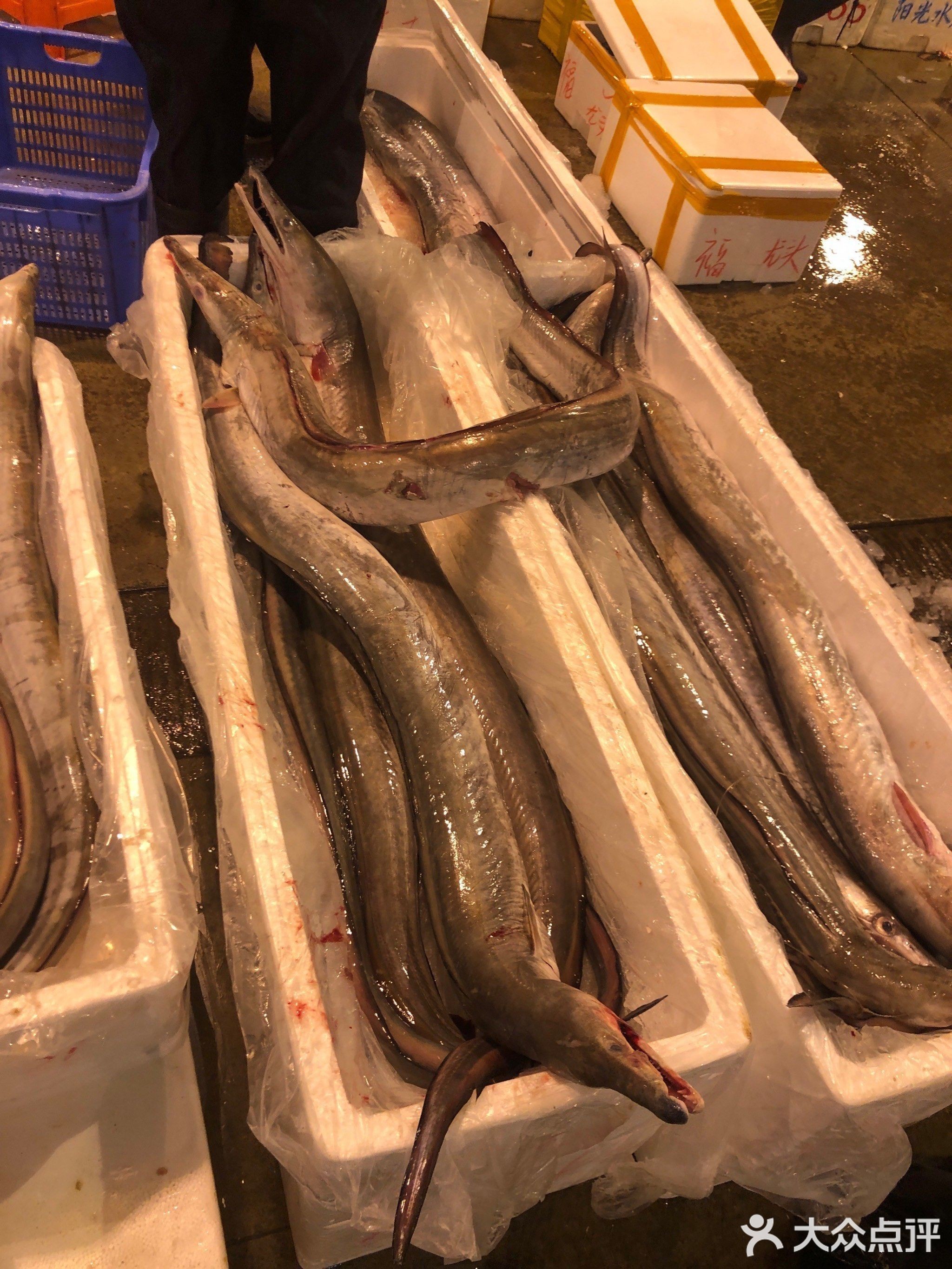 廣州最大龍魚市場地址在哪里