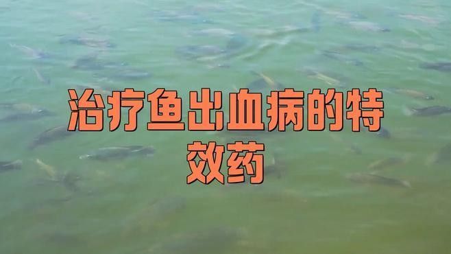 龍魚充血怎么治療好的快