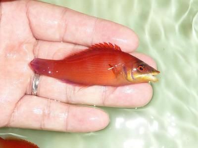 龍魚是淡水魚嗎還是海魚：小龍魚（龍魚）是淡水魚，而不是海魚，