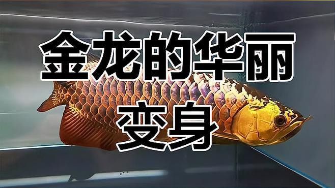 金龍魚用什么燈好看