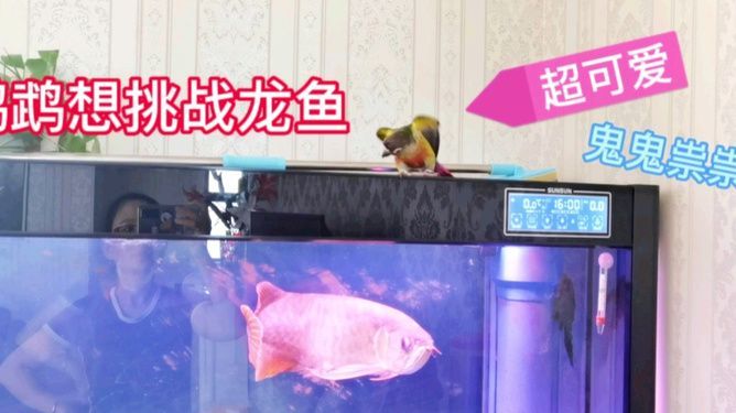 關于龍魚的說說文案搞笑版（《關于龍魚的搞笑說說文案》,龍魚這小家伙，有時候真讓人哭笑不得）