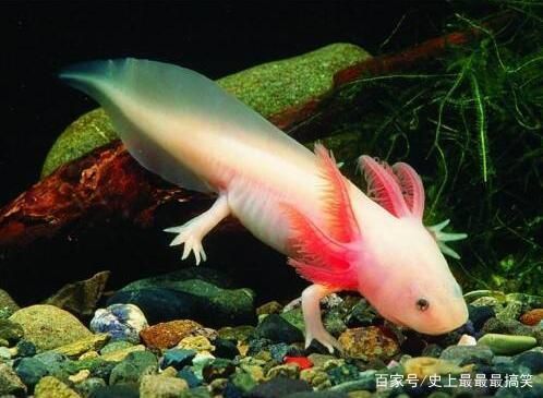 關于龍魚的說說文案搞笑版（《關于龍魚的搞笑說說文案》,龍魚這小家伙，有時候真讓人哭笑不得）