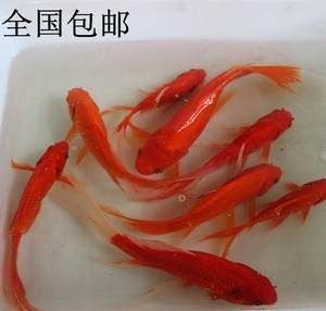 紅龍魚飼料品質排名第幾名（紅龍魚飼料品牌信譽排行榜）