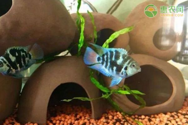 尛寶魚缸，寶鉆魚缸廠用戶評價匯總寶鉆魚缸廠用戶評價匯總